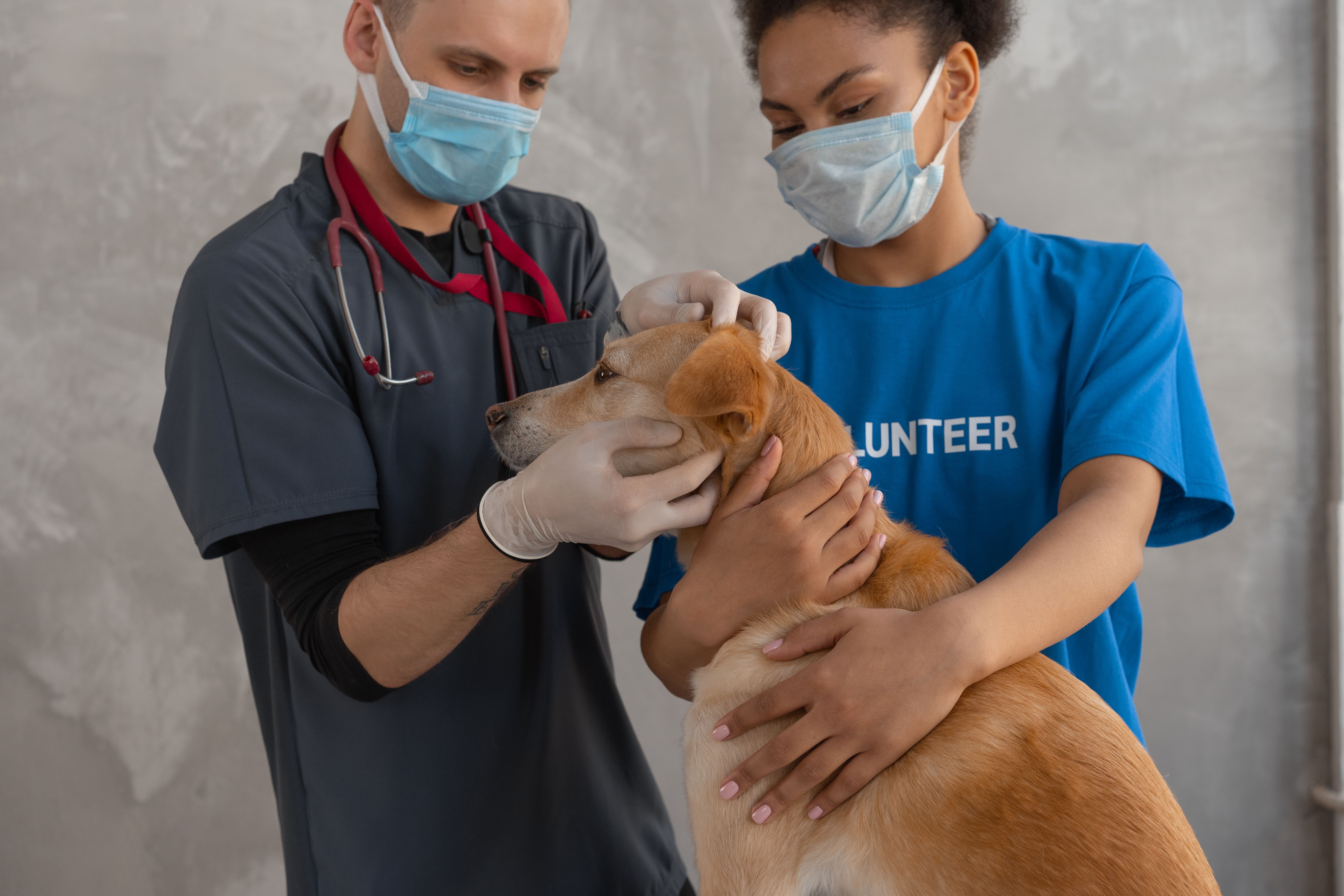 Veterinarian checking a dog during an exam